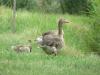 A Kis-S�rr�ten m�r sz�pen p�rba �lltak a ny�ri ludak
